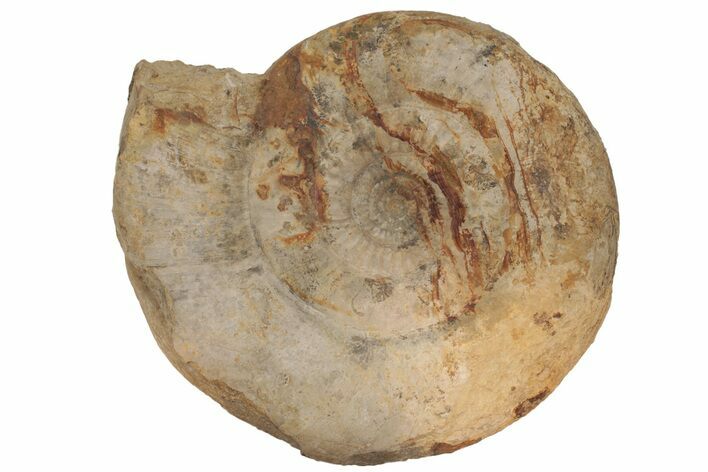 Jurassic Ammonite (Parkinsonia) Fossil - England #216647